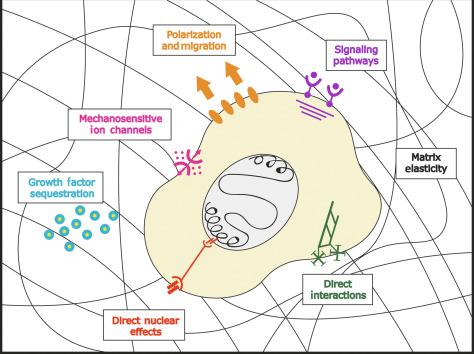The Physical And Biochemical Properties Of The Extracellular Matrix Regulate Cell Fate Center For Bioengineering Tissue Regeneration